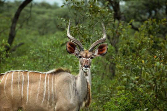 A Kudu, surrounded by Green, looks into Camera in Kruger National Park, South Africa