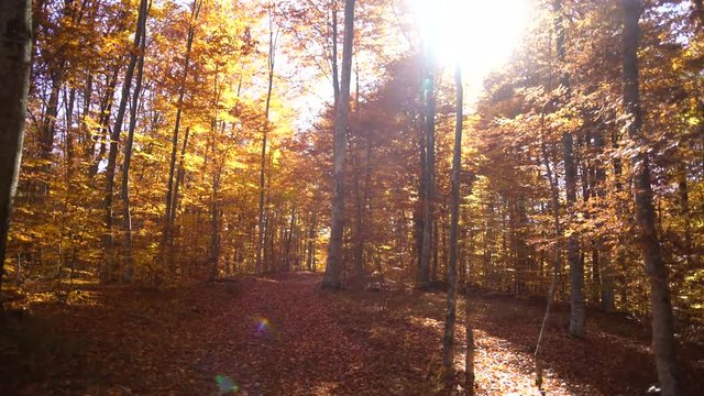 Reveal shot of a red forest in autumn