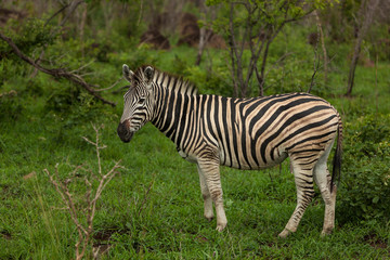 Fototapeta na wymiar A Zebra, surrounded by Green, in Kruger National Park, South Africa