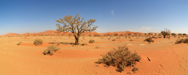 Fototapeta na wymiar Namib-Naukluft Nationalpark
