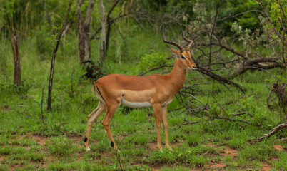 Naklejka na ściany i meble A young Impala, surrounded by Green, in Kruger National Park, South Africa