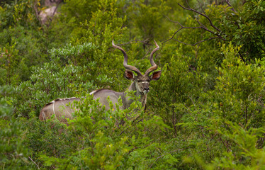 A Kudu is hiding in green Bushes in Kruger National Park, South Africa