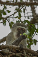 Naklejka na ściany i meble Close-up Portrait of an eating Vervet Monkey sitting in a Tree in Kruger National Park, South Africa