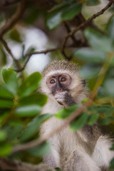 Close-up Portrait of an eating Vervet Monkey sitting in a Tree in Kruger National Park, South Africa
