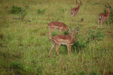 Naklejka premium A Group of young Impalas in Kruger National Park, South Africa