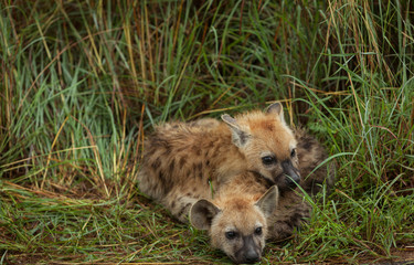 Naklejka premium Two Hyena Cubs resting in Kruger National Park, South Africa