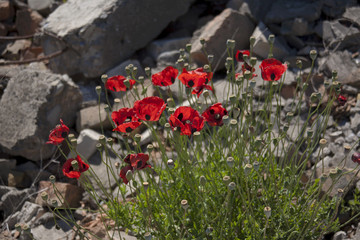 Poppies.