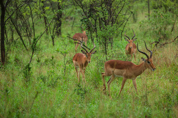 A Group of young Impalas in Kruger National Park, South Africa