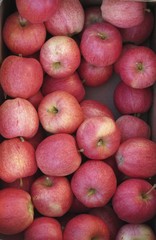 Fototapeta na wymiar produce, fruit, red, apples, market