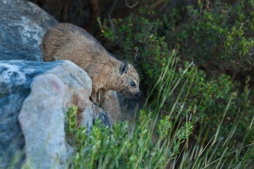 A Dassie (Rock Hyrax - Procavia capensis) climbing on Rocks with green Plants around