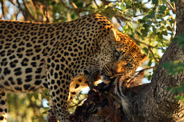 The African leopard (Panthera pardus pardus) , big cat with prey on the tree.