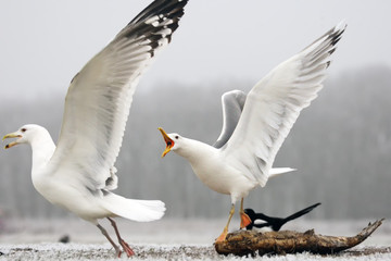 The Caspian gull (Larus cachinnans) sitting on the ground in the winter. Two big seagulls fighting over food.