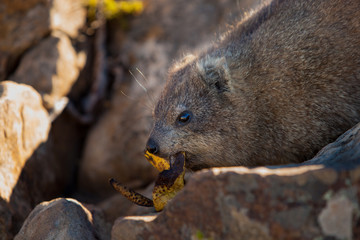 A Dassie (Rock Hyrax - Procavia capensis) lets a Banana Peel between Rocks