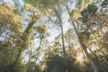 This is the view of a mediterranean forest in the late winter. It is filled with thin and tall trees. The sun is still shining behind the trees aproaching sunset.