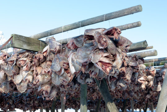 Stockfish (cod), process of stockfish cod drying during winter time on Lofoten Islands, Norway, norwegian traditional way of drying fish in cold winter air on wooden drying rack