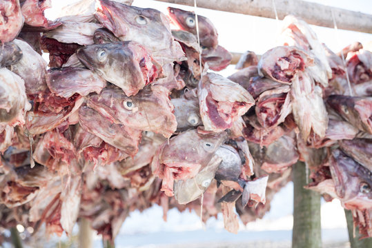 Stockfish (cod), process of stockfish cod drying during winter time on Lofoten Islands, Norway, norwegian traditional way of drying fish in cold winter air on wooden drying rack