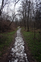 Fototapeta premium The road in the spring forest covered with snow