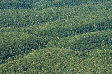 Aerial image of forests covering the volcanic zone of Colli Albani (Alban hills)