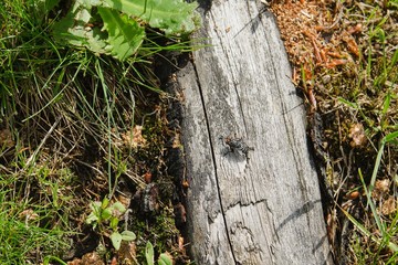 The housefly (Musca domestica) is heated in the sun.