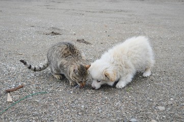 a cat and a little white puppy
