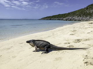 Fototapeta premium Karibik 2018 Exuma