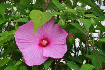 rote Blüte
