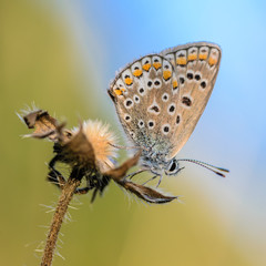 Small butterfly dove sits on a dry spikelet of grass