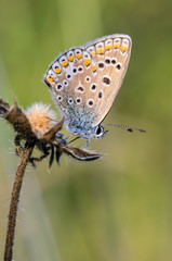 Small butterfly dove sits on a dry spikelet of grass