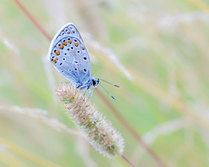 Naklejka na ściany i meble Small butterfly dove sits on a dry spikelet of grass