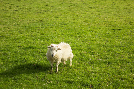 sheep cup on the green grass looking to the camera