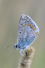 Small butterfly dove sits on a dry spikelet of grass