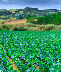 Growing plants of cabbage іn a bed rows red soil on a farmland. Concept farming, food production. Springtime landscape in somewhere western part Portugal.