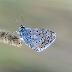 Small butterfly dove sits on a dry spikelet of grass