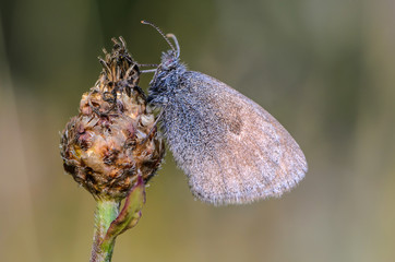 Large butterfly with brown wings sits on a bud of dry flower