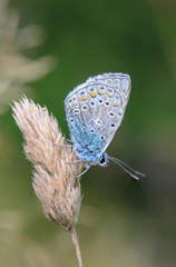 Small butterfly dove sits on a dry spikelet of grass