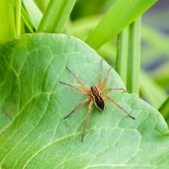 Huge brown spider sits on a green leaf