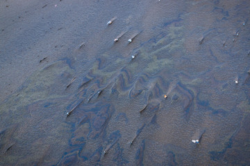 La Plage de l'Espiguette