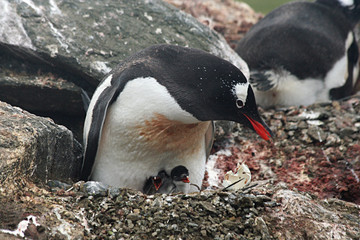 Fototapeta premium Adelie Penquin with chicks, Antarctica