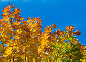 Autumn leaves in the sun against the blue sky