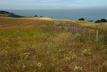 Poppies and daisies on the Kent coast