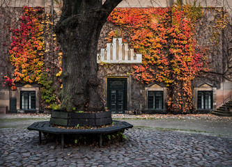 Nice autumn view somewhere in Copenhagen