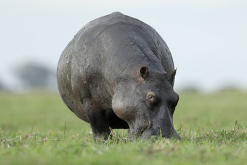 Fototapeta premium Hippo in the Okavango Delta