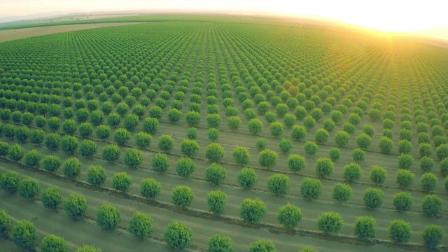 A beautiful aerial over a huge almond orchard in California at sunset.