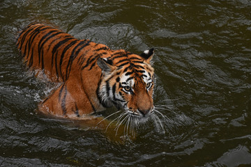 Siberian Amur tiger swimming in water