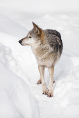 Portrait of grey wolf standing in deep winter snow