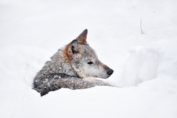 Grey wolf resting in deep snow winter den lair