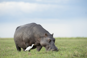 Hippo in the Okavango Delta