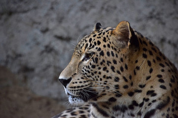 Close up side portrait of Amur leopard over rocks