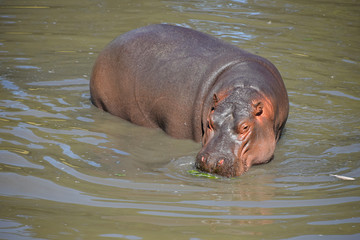 One hippo swims and walks in water