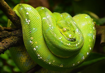 Fototapeta premium Portret profilu Pythona zielone drzewo z bliska